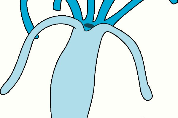 Tor kraken маркет