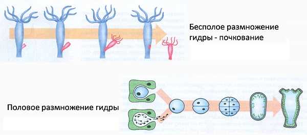 Кракен магазин даркнет